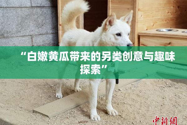 “白嫩黄瓜带来的另类创意与趣味探索”