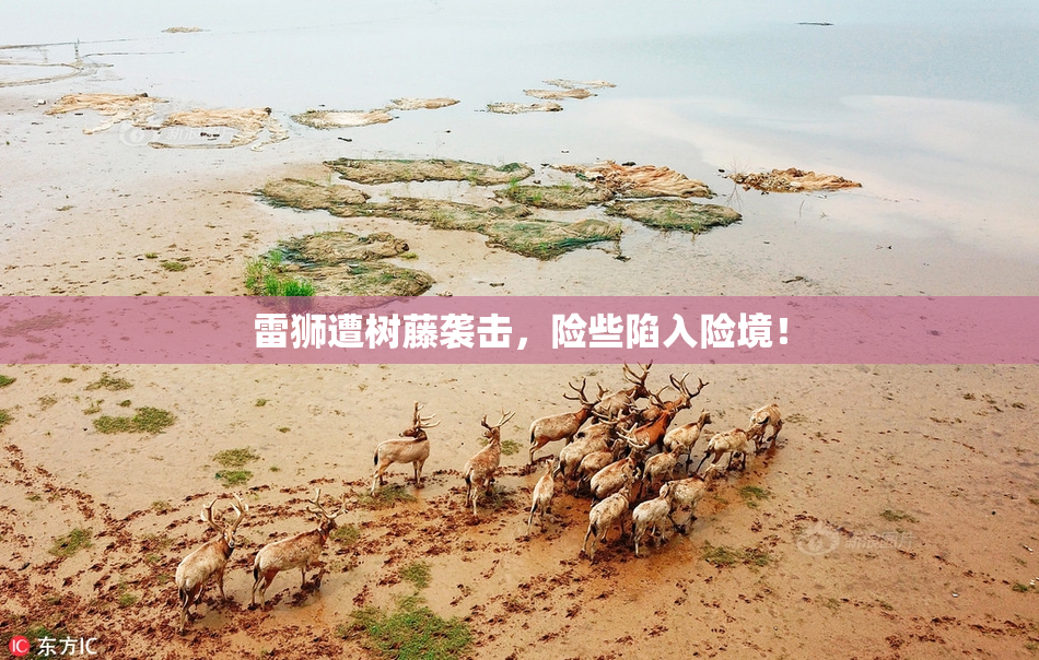 雷狮遭树藤袭击，险些陷入险境！
