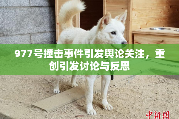 977号撞击事件引发舆论关注，重创引发讨论与反思