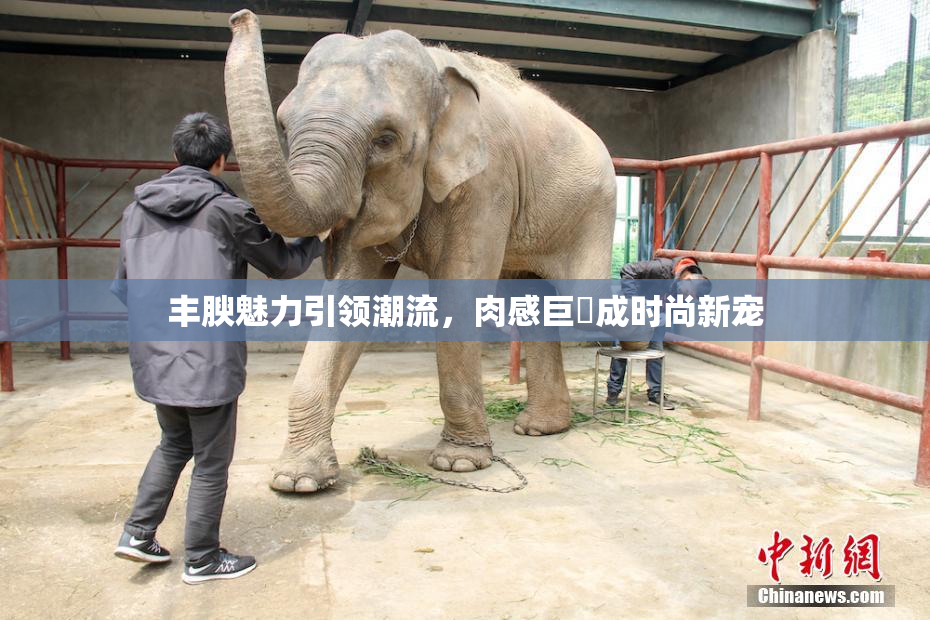 丰腴魅力引领潮流，肉感巨凥成时尚新宠