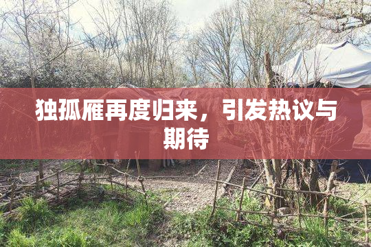 独孤雁再度归来，引发热议与期待