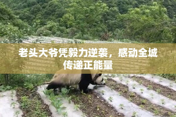 老头大爷凭毅力逆袭，感动全城传递正能量