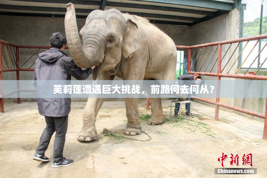 芙莉莲遭遇巨大挑战，前路何去何从？