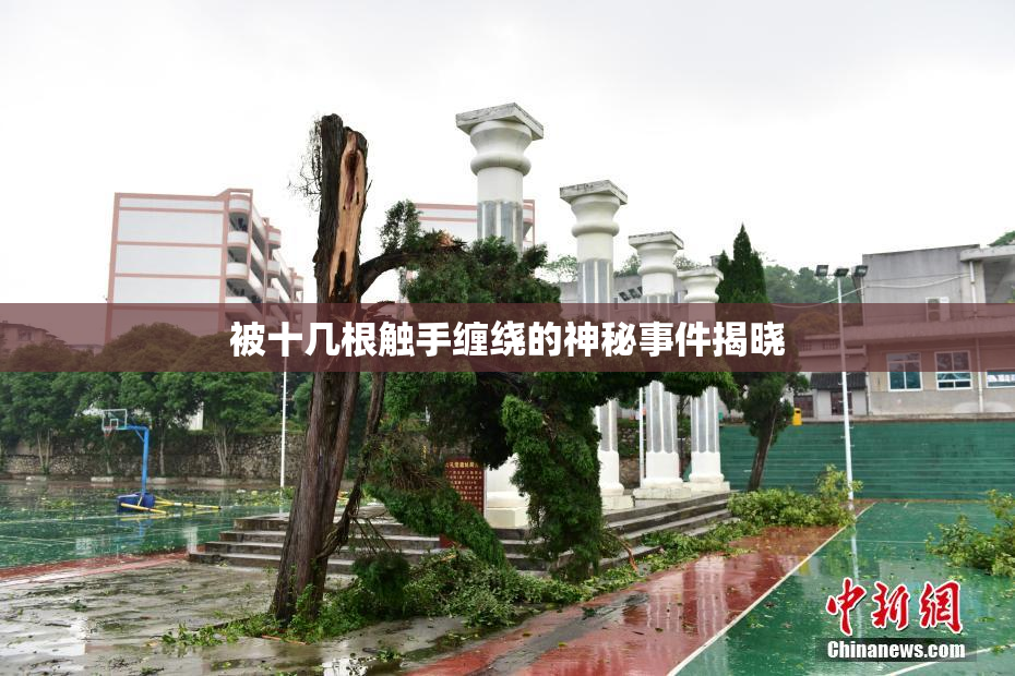 被十几根触手缠绕的神秘事件揭晓