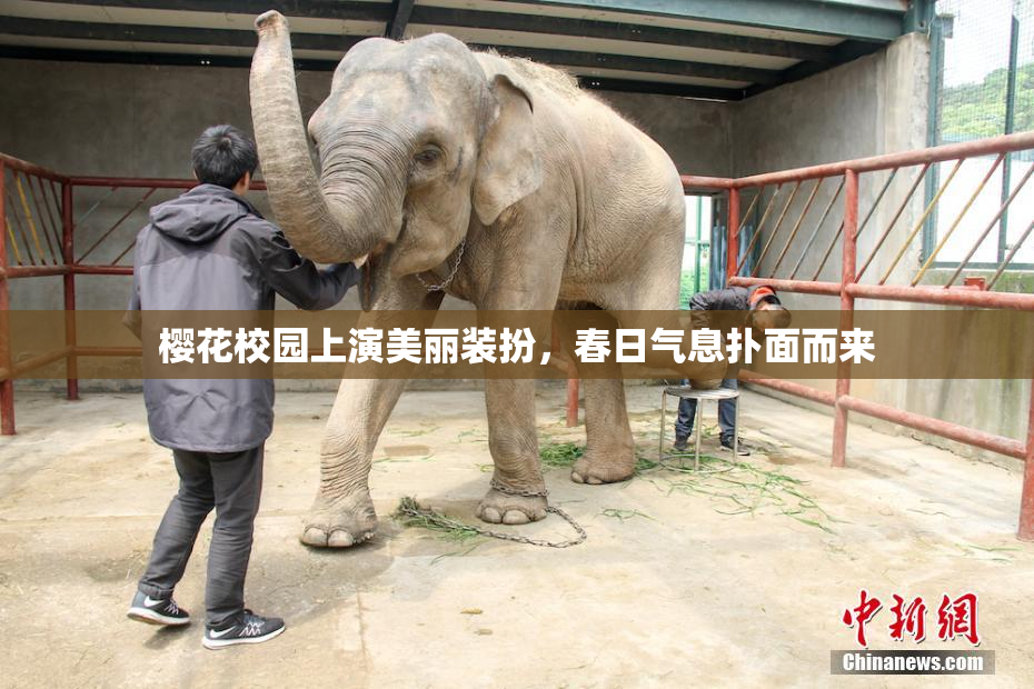 樱花校园上演美丽装扮，春日气息扑面而来