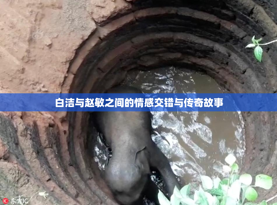 白洁与赵敏之间的情感交错与传奇故事