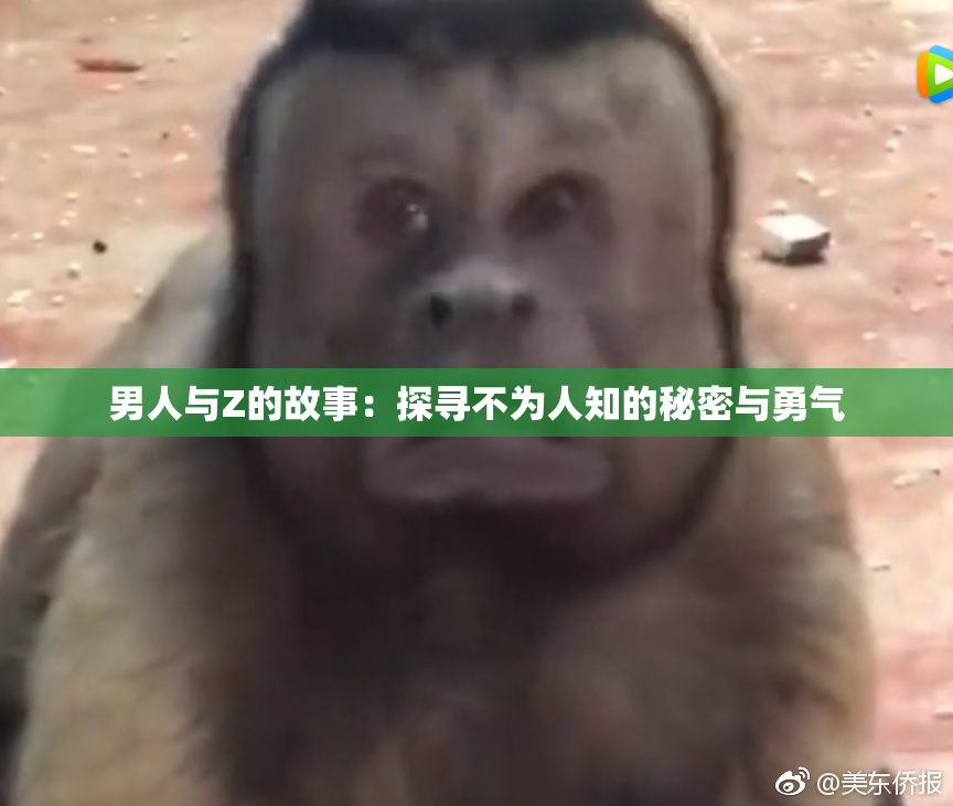 男人与Z的故事：探寻不为人知的秘密与勇气