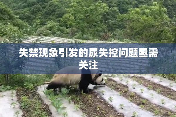 失禁现象引发的尿失控问题亟需关注