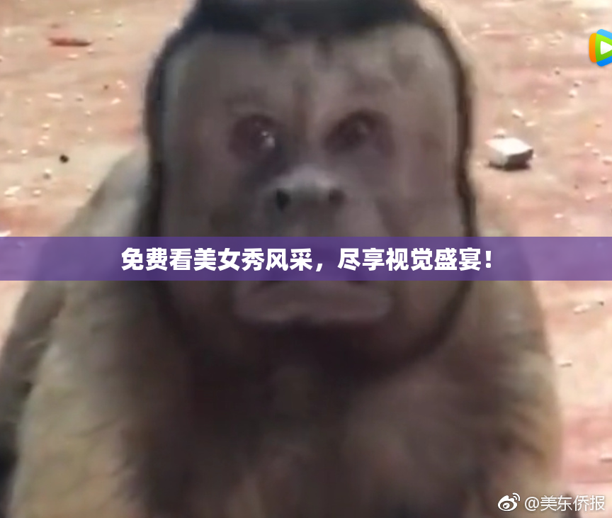 免费看美女秀风采，尽享视觉盛宴！