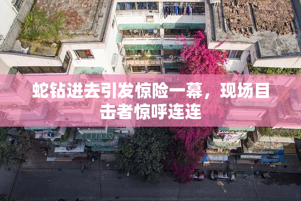 蛇钻进去引发惊险一幕，现场目击者惊呼连连