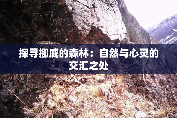 探寻挪威的森林：自然与心灵的交汇之处