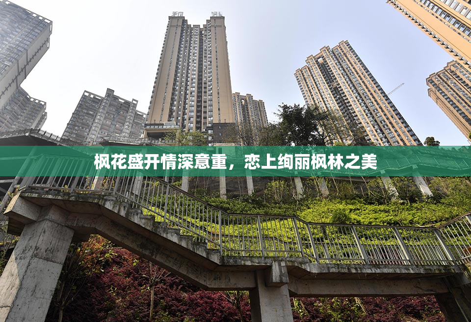 枫花盛开情深意重，恋上绚丽枫林之美