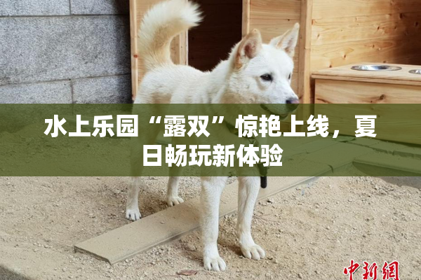 水上乐园“露双”惊艳上线，夏日畅玩新体验