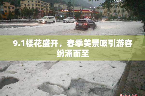 9.1樱花盛开，春季美景吸引游客纷涌而至
