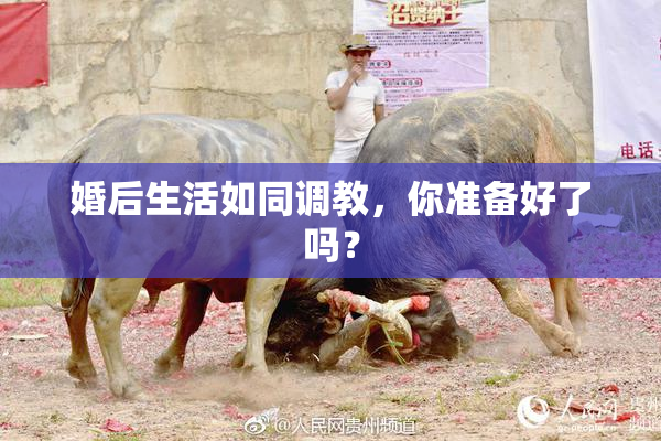 婚后生活如同调教，你准备好了吗？