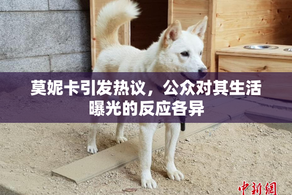 莫妮卡引发热议，公众对其生活曝光的反应各异