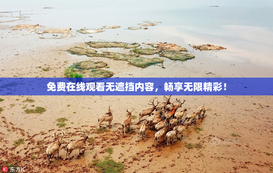 免费在线观看无遮挡内容，畅享无限精彩！