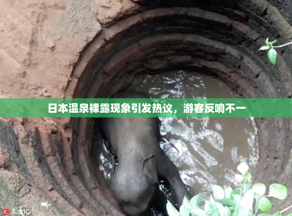日本温泉裸露现象引发热议，游客反响不一