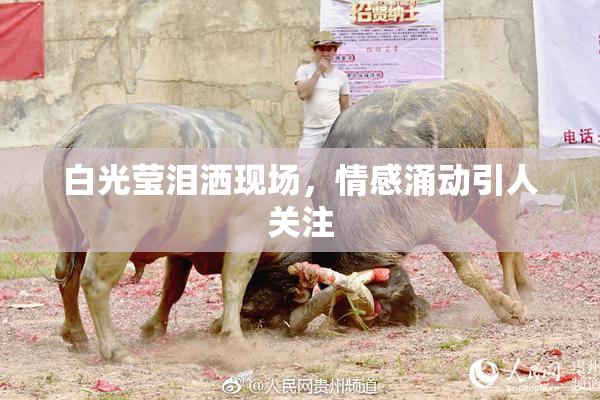 白光莹泪洒现场，情感涌动引人关注