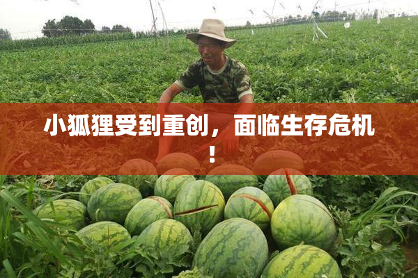 小狐狸受到重创，面临生存危机！