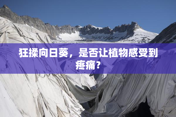 狂揉向日葵，是否让植物感受到疼痛？