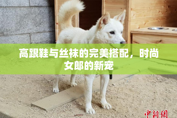 高跟鞋与丝袜的完美搭配，时尚女郎的新宠