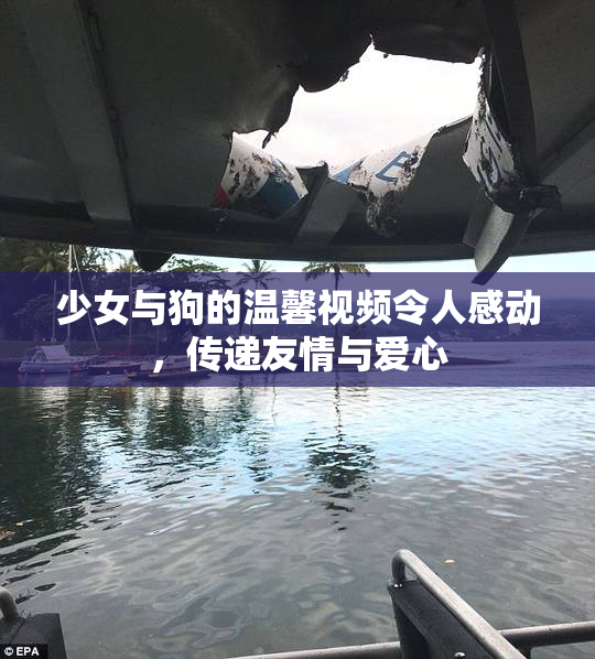 少女与狗的温馨视频令人感动，传递友情与爱心