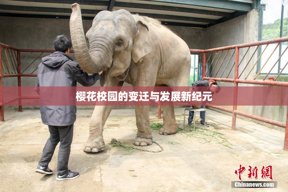 樱花校园的变迁与发展新纪元