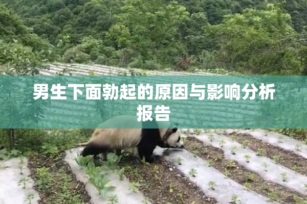 男生下面勃起的原因与影响分析报告