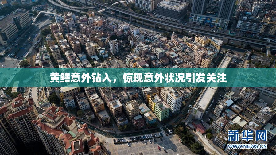 黄鳝意外钻入，惊现意外状况引发关注