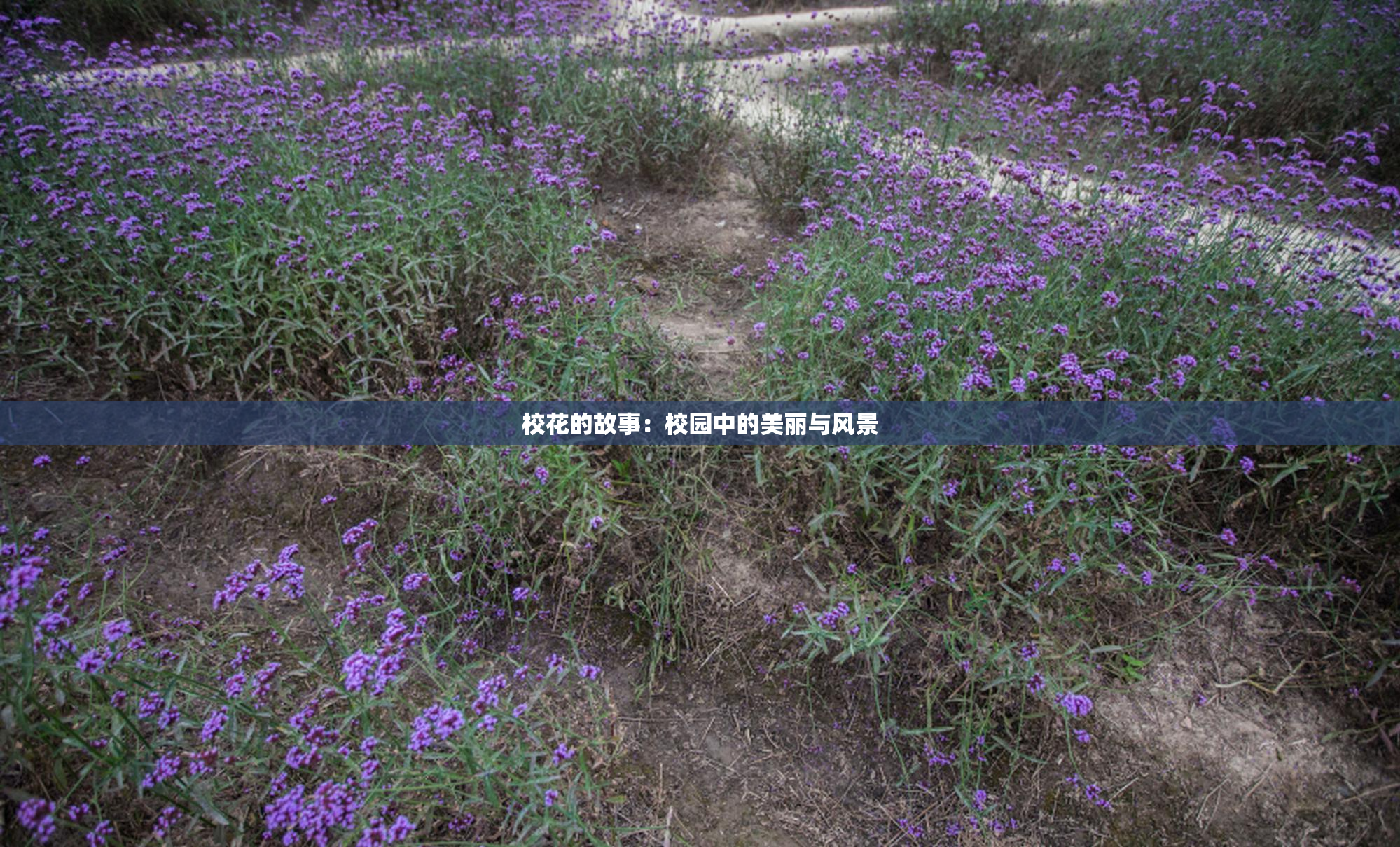 校花的故事：校园中的美丽与风景