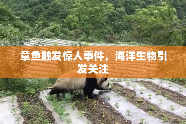 章鱼触发惊人事件，海洋生物引发关注