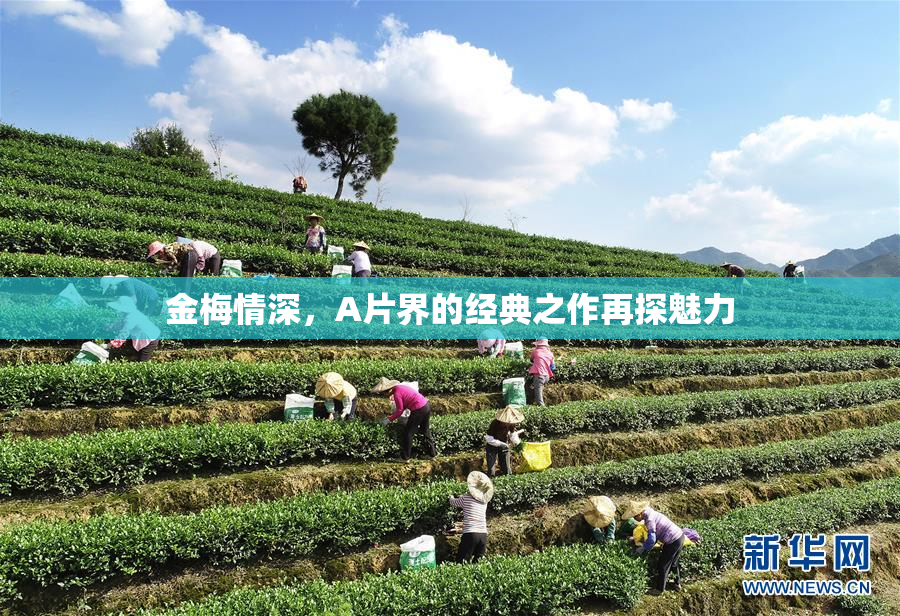 金梅情深，A片界的经典之作再探魅力