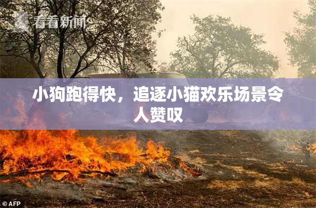 小狗跑得快，追逐小猫欢乐场景令人赞叹