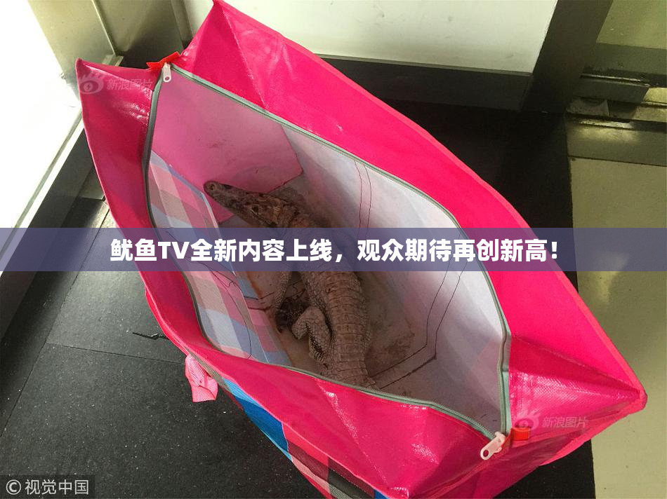 鱿鱼TV全新内容上线，观众期待再创新高！