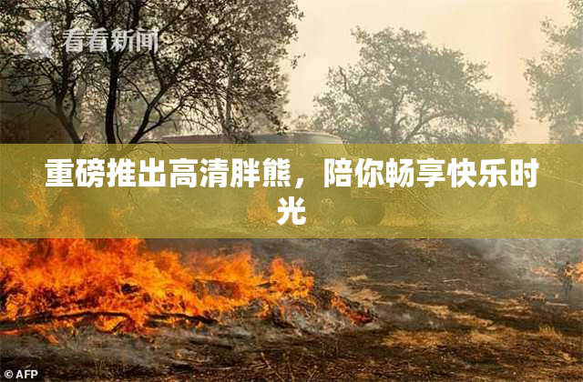重磅推出高清胖熊，陪你畅享快乐时光