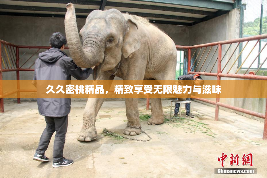 久久密桃精品，精致享受无限魅力与滋味