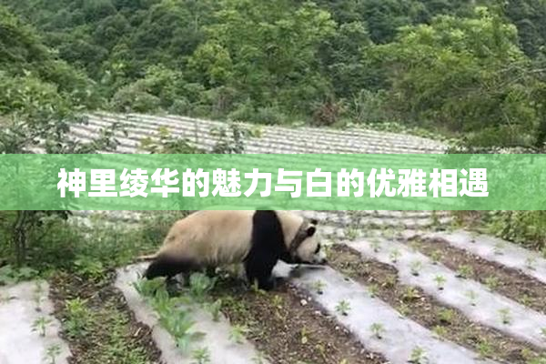 神里绫华的魅力与白的优雅相遇