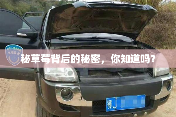 秘草莓背后的秘密，你知道吗？
