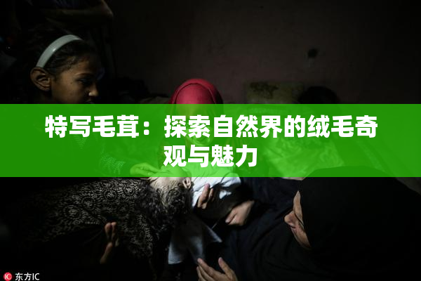 特写毛茸：探索自然界的绒毛奇观与魅力