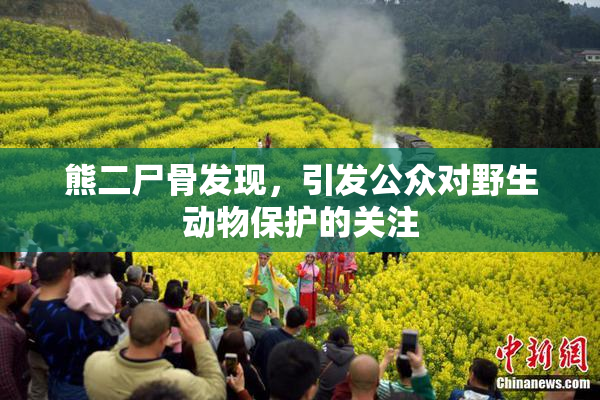 熊二尸骨发现，引发公众对野生动物保护的关注