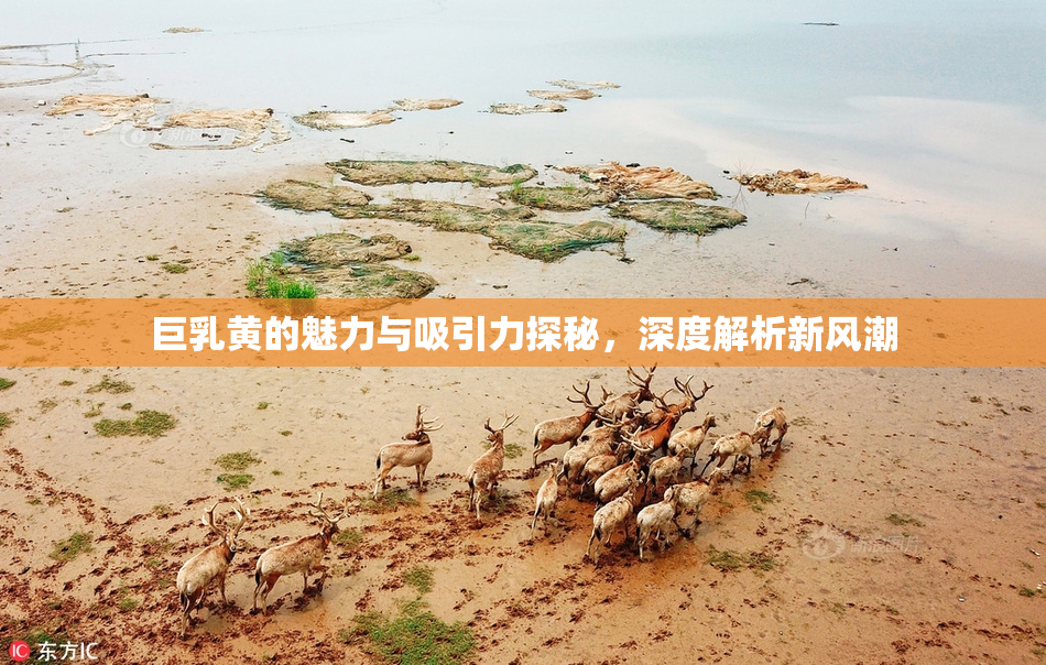巨乳黄的魅力与吸引力探秘，深度解析新风潮