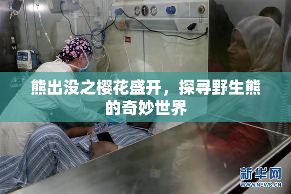 熊出没之樱花盛开，探寻野生熊的奇妙世界