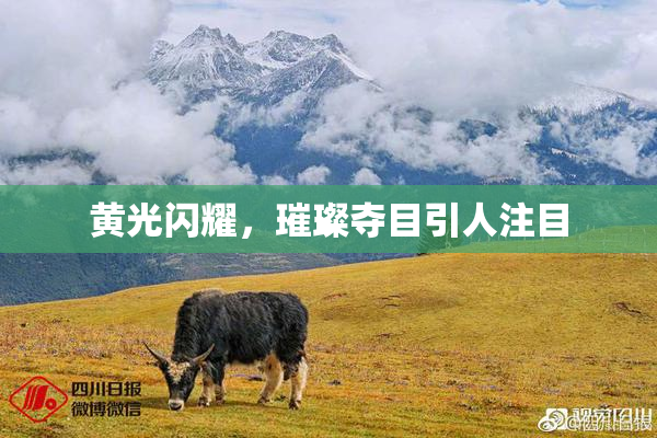 黄光闪耀，璀璨夺目引人注目