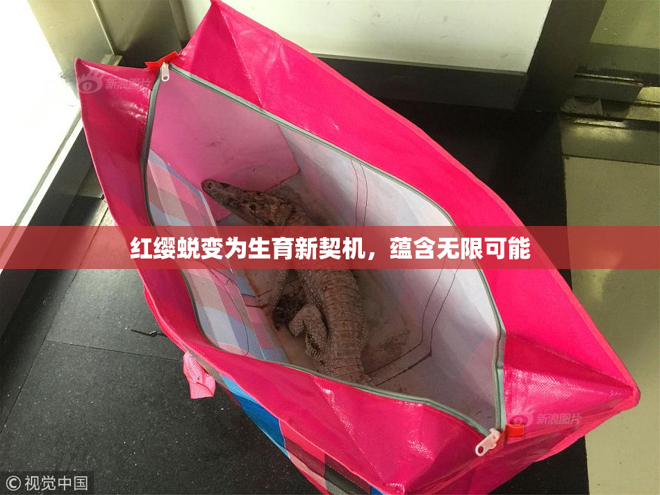红缨蜕变为生育新契机，蕴含无限可能