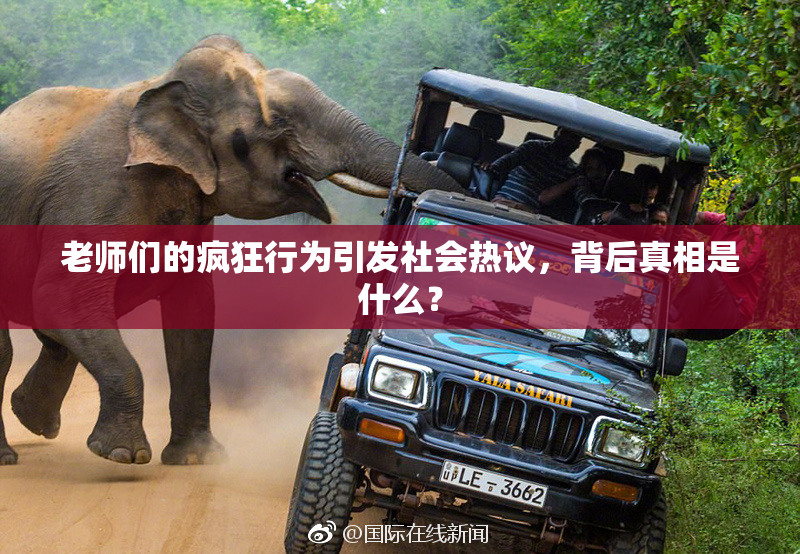 老师们的疯狂行为引发社会热议，背后真相是什么？