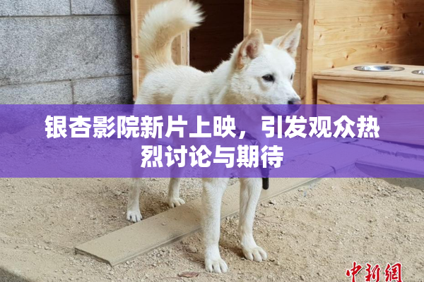银杏影院新片上映，引发观众热烈讨论与期待