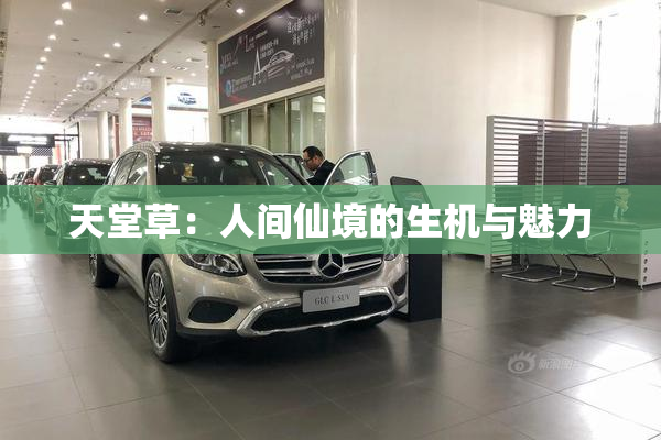 天堂草：人间仙境的生机与魅力