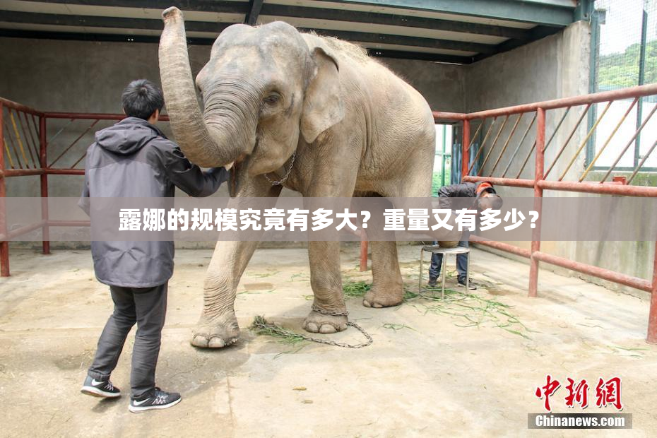 露娜的规模究竟有多大？重量又有多少？