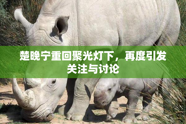 楚晚宁重回聚光灯下，再度引发关注与讨论